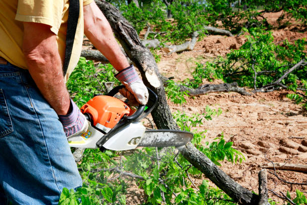 Best Palm Tree Trimming  in North Star, DE